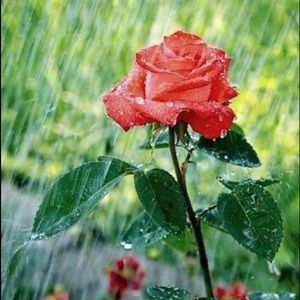 WONDERFUL MORNING 🙏